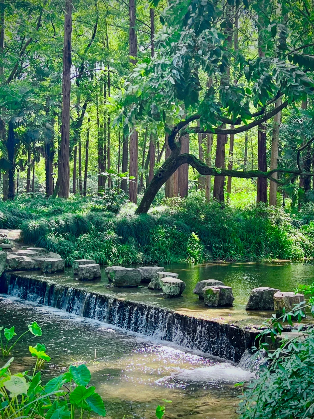 杭州本地人最爱的西湖小众秘境1⃣️日游路线