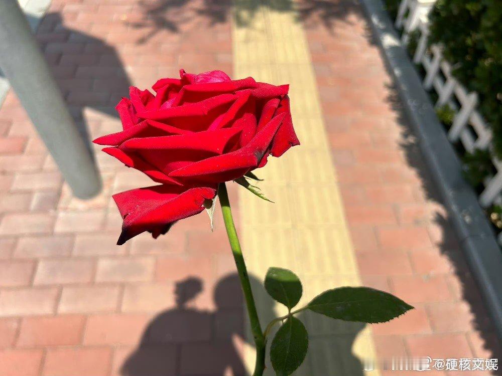 #520礼物借我复制粘贴一下# 520你们都送啥礼物，这简直就是男孩子的作业，借
