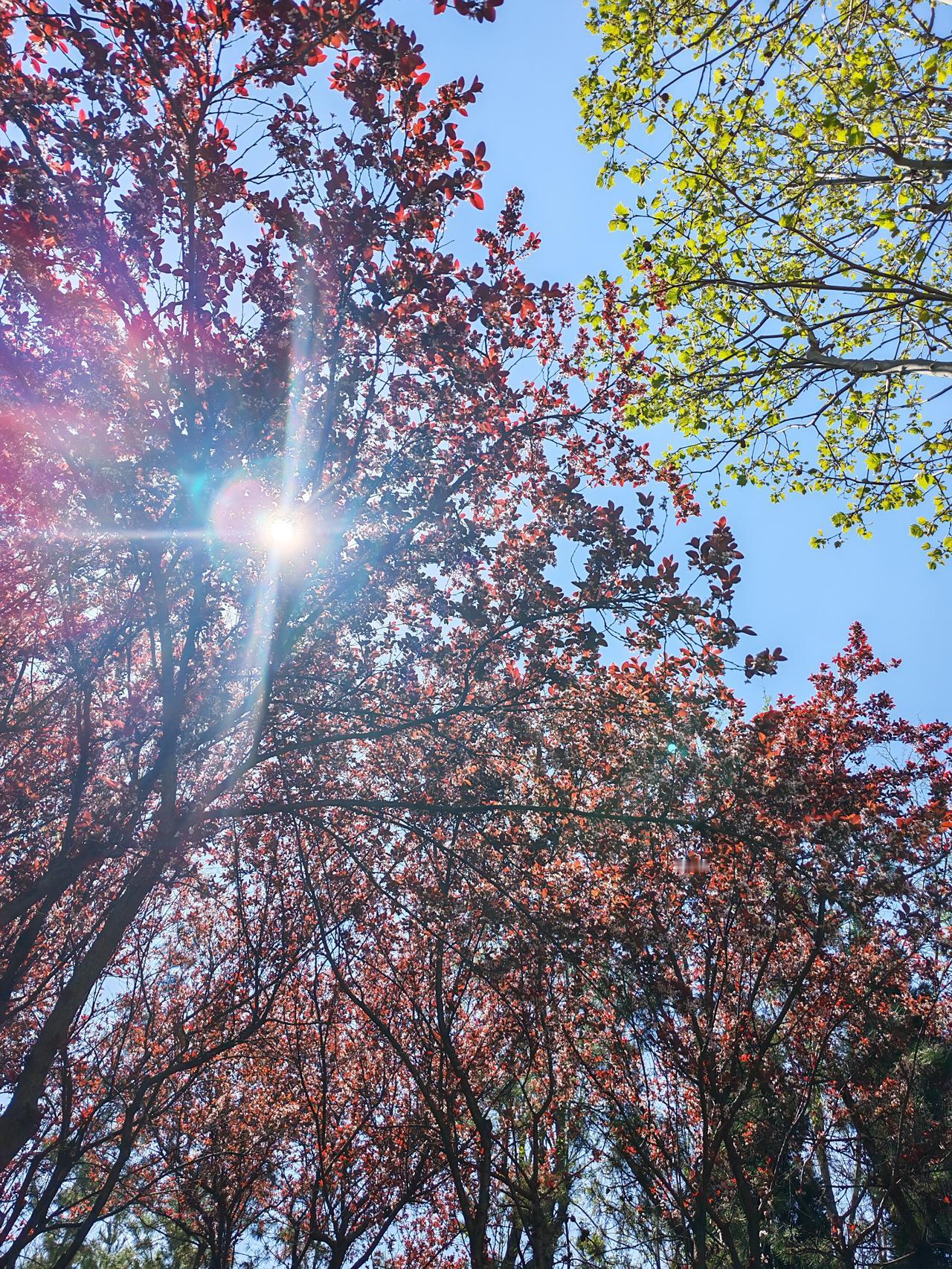 聊城的春假安排公布了，时间是4月29日至5月6日。虽说后续或许会从寒暑假期里进行