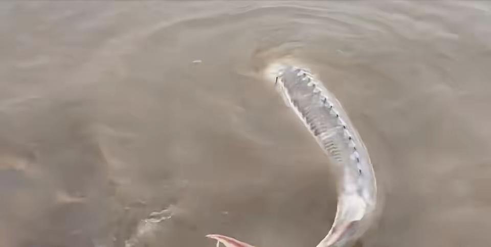 钓鱼钓出“大麻烦”，小伙机智应对躲过一劫！
11月19日，江西一男子在江边钓鱼时