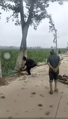 不就是一颗普通的树吗
怎么那么多人上去哄抢
难道树上有宝贝不成[笑哭]