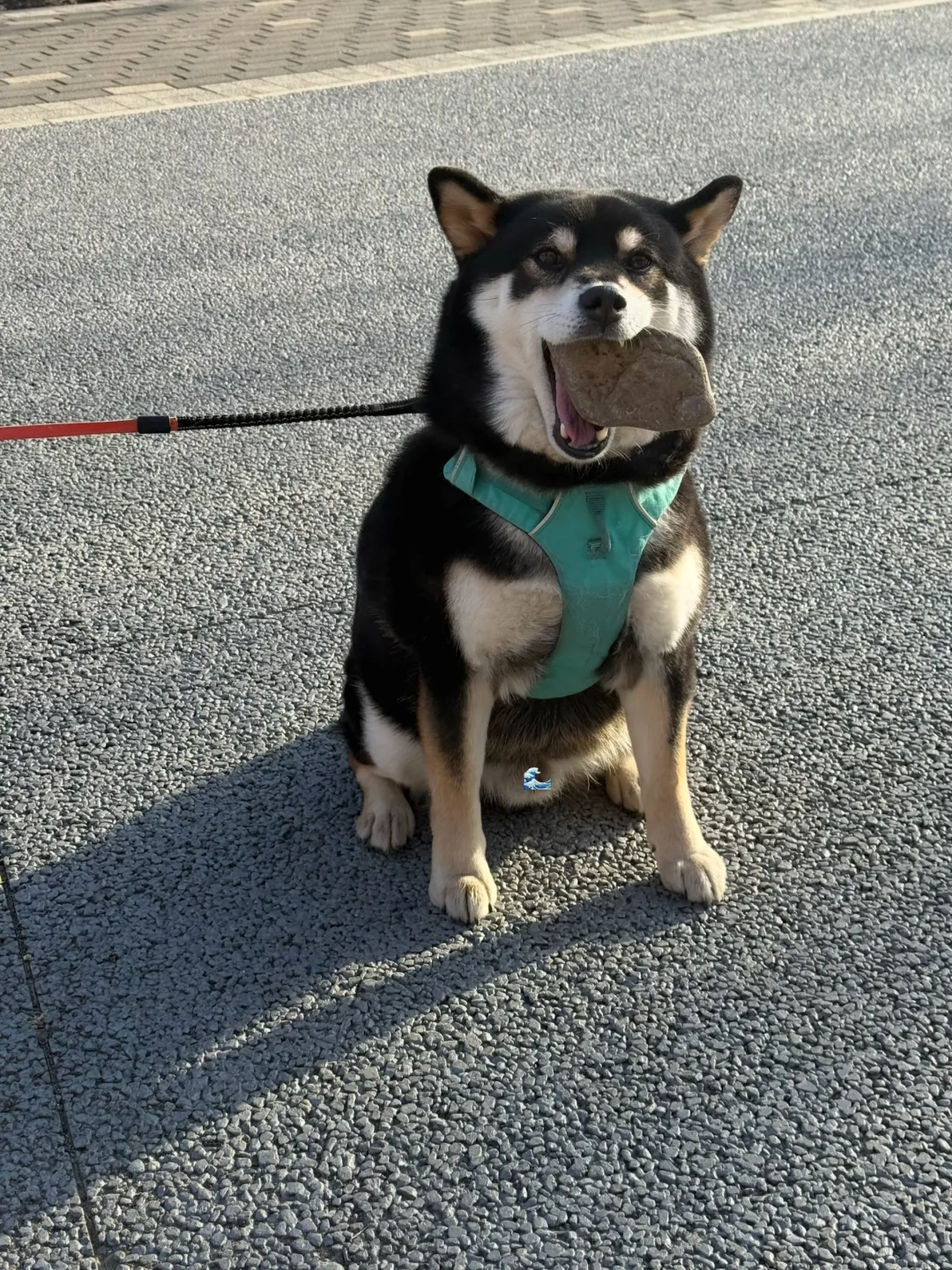 看，小狗在炫耀