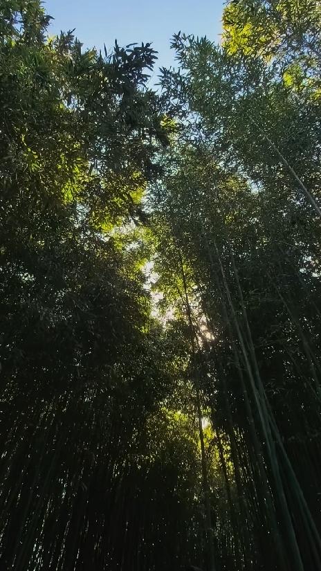 聊城居然藏着这么一片治愈的竹林秘境——百竹园，就在东昌湖畔，是咱们自己的“绿色银