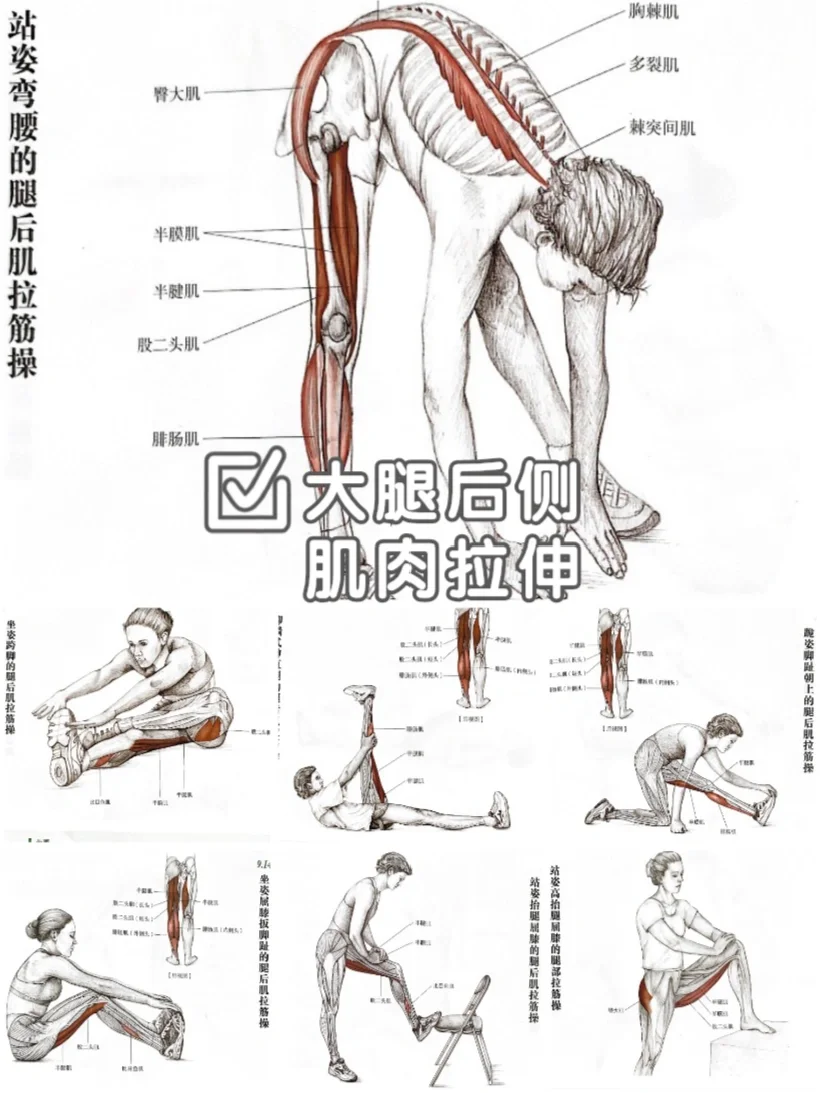 拉伸后侧🏋️解锁大长腿，秒变腿精🤸‍♀️⛹️‍♀️