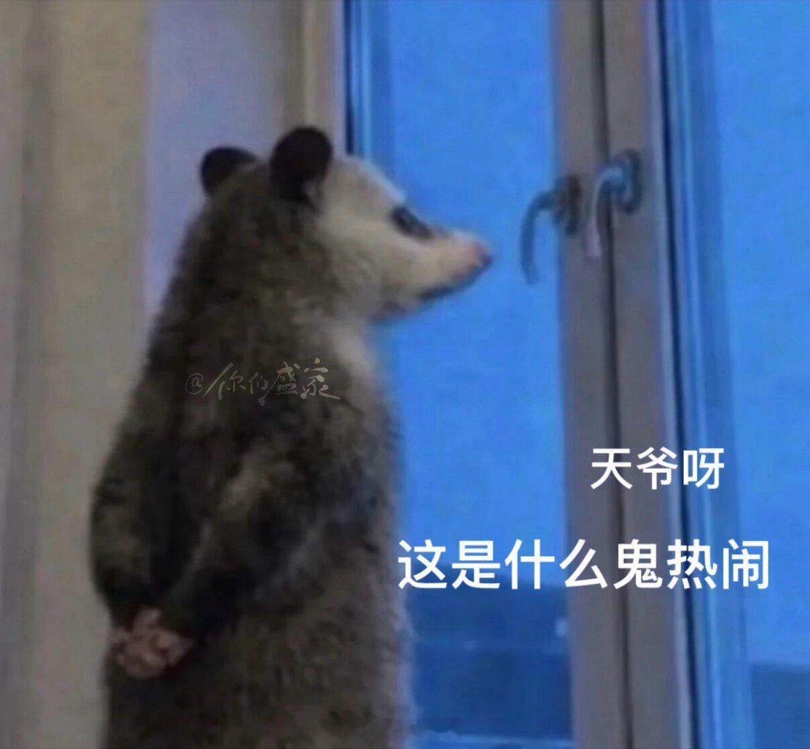 负鼠表情包（知否版）🤣🤣俺们知否不会错过任何一个梗 