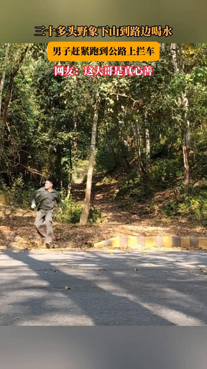 三十多头野象下山到路边喝水，男子赶紧跑到公路上拦车。
网友：这大哥是真心善良。