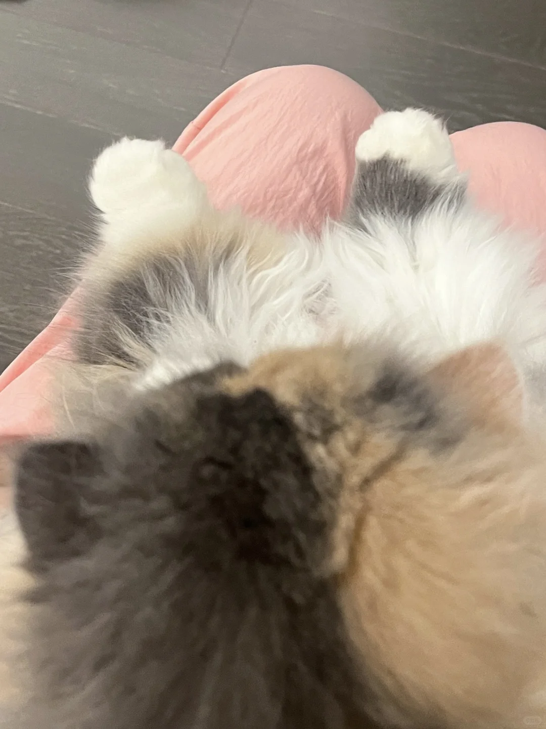不知道这样的臭jio小猫谁在喜欢😠