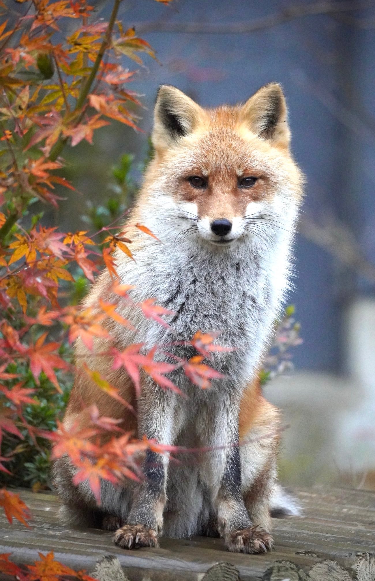 本土的狐狐，和穿黑袜子的外来狐狐一比，要憨厚很多【推：fooo_zooo】 