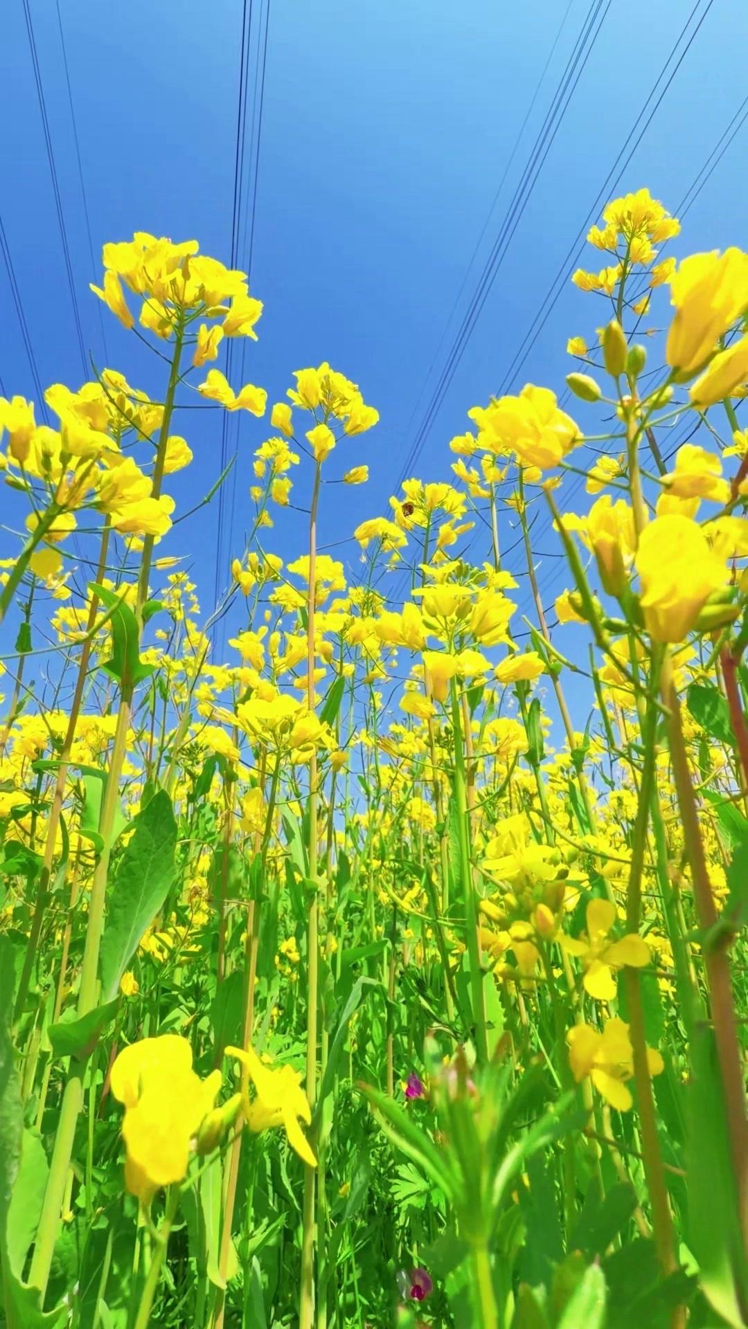 🍃在城市里散步时，总能撞见被风吹动的花瓣。阳光透过疏枝，在地上洒下细碎的光斑，