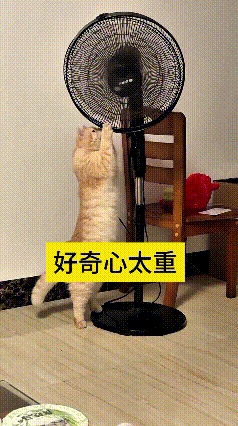 乖乖嘞，天一热咱都赶紧把风扇打开吹风，谁知道俺家这憨猫好奇心爆棚！
伸着小爪子一