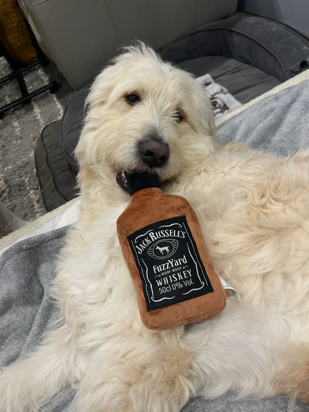 狗狗我呀 要哈点小酒