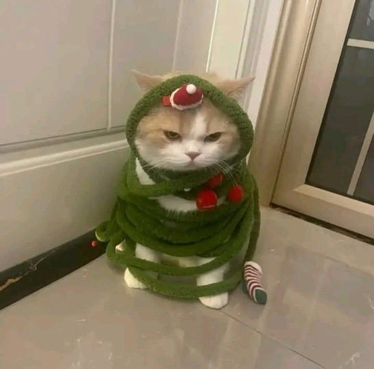 还没睡的人奖励看迟到的圣诞树小猫 