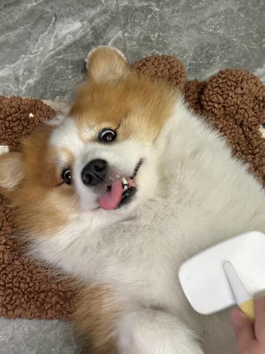给狗皇帝梳毛