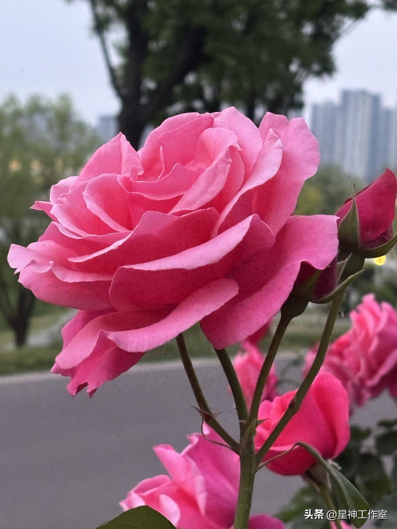 路人来来往往脚步匆匆，很少有人停下多看它一眼，可它依旧自顾自舒展花瓣，不张扬也不