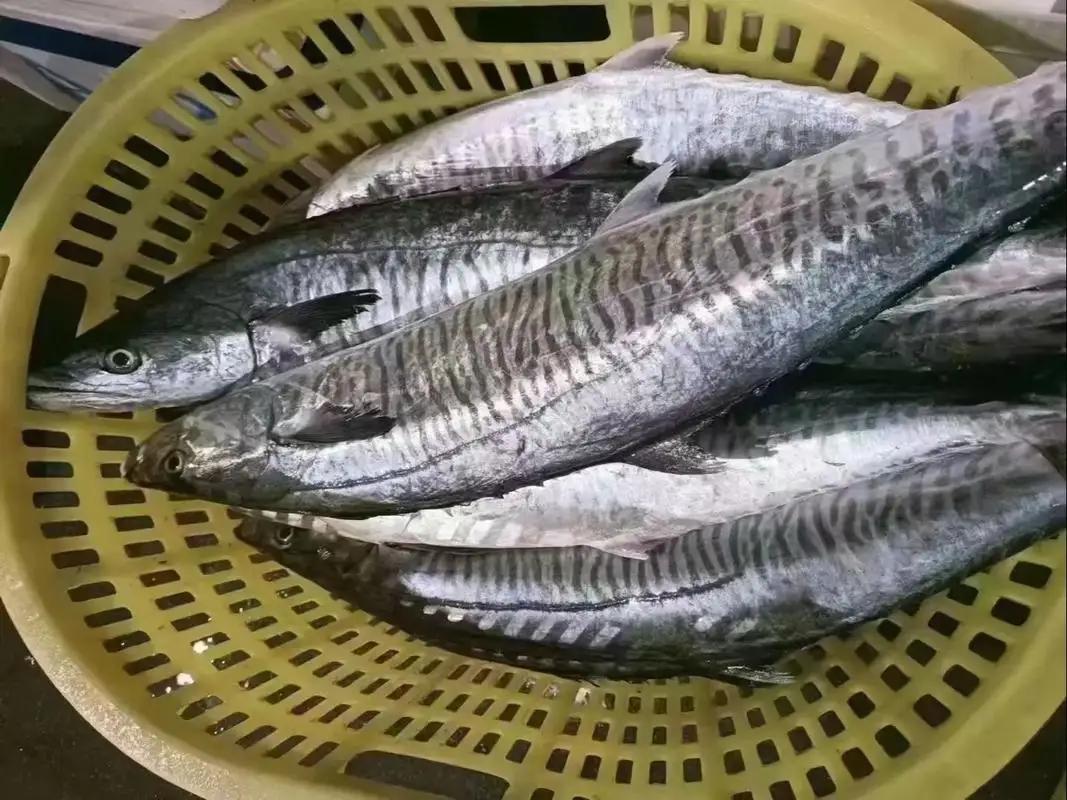 唉！我都搞晕了！以前，我一直以为，马鲛鱼跟鲅鱼没有关系，后来，有网友告诉我，马鲛