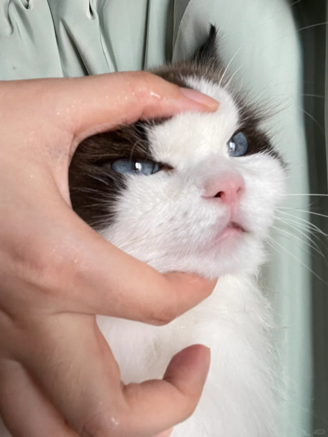 一口一个猫猫头
