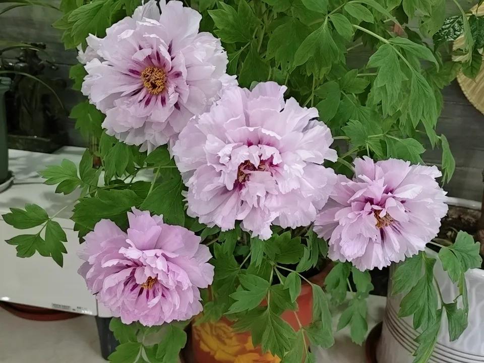 心理学上说：
人到中年，我想见你，不是拉手亲热不是拥吻缠绵，只想闭上双眼钻进你怀