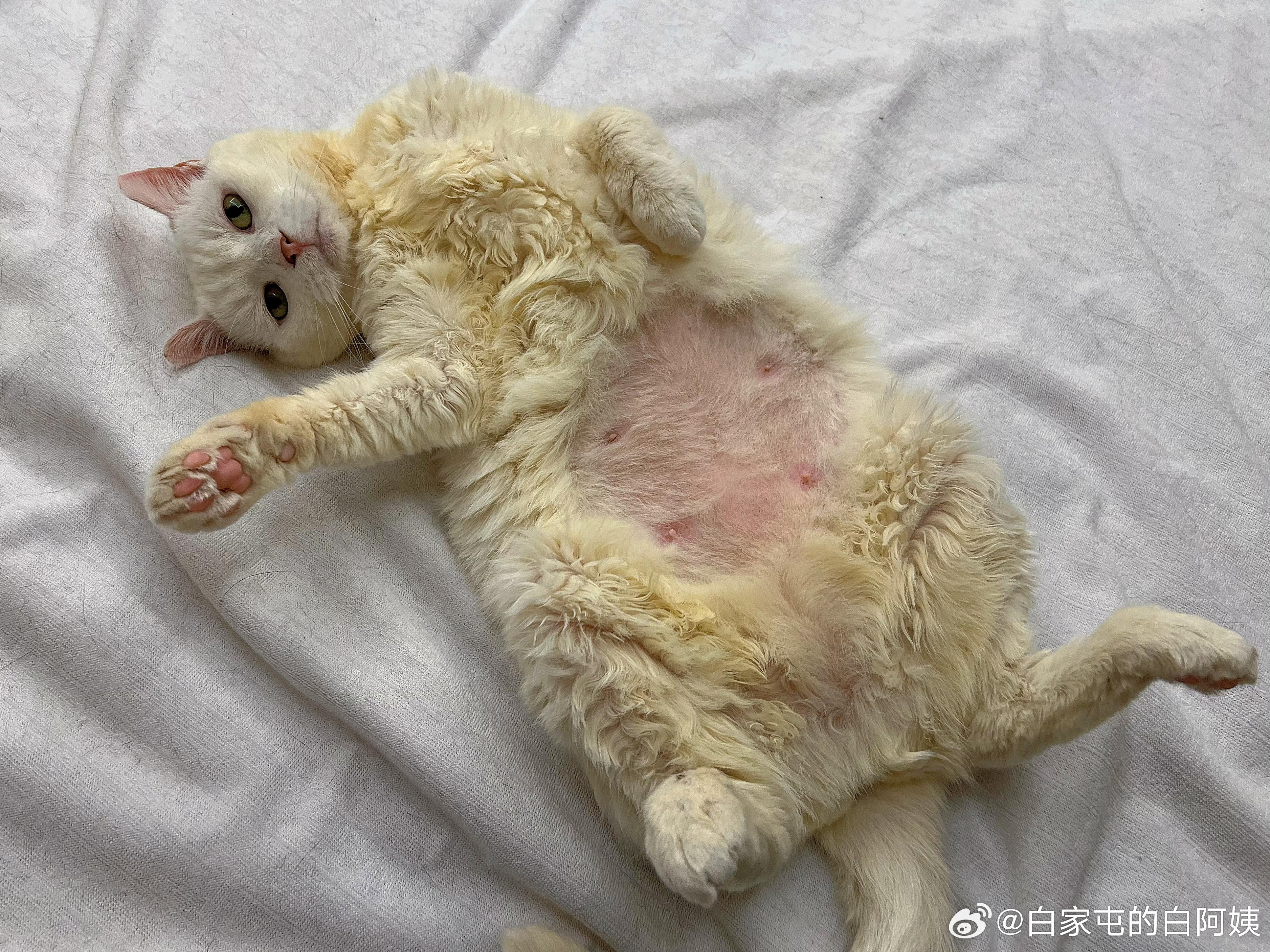 白阿姨已经是柠檬黄了… ​​​