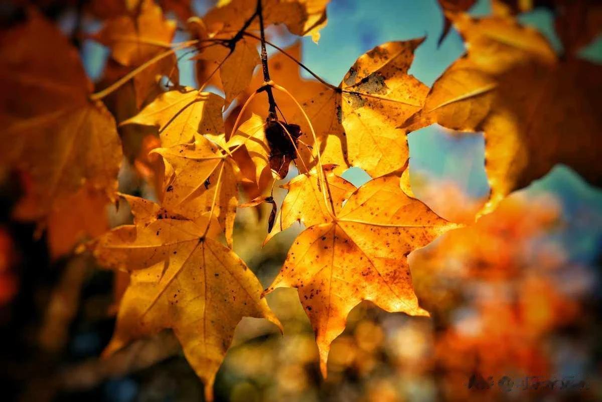 #秋日生活打卡记# 
秋凉如水,有些记忆跑了出来,在安静的时间里,弹奏着一首久别