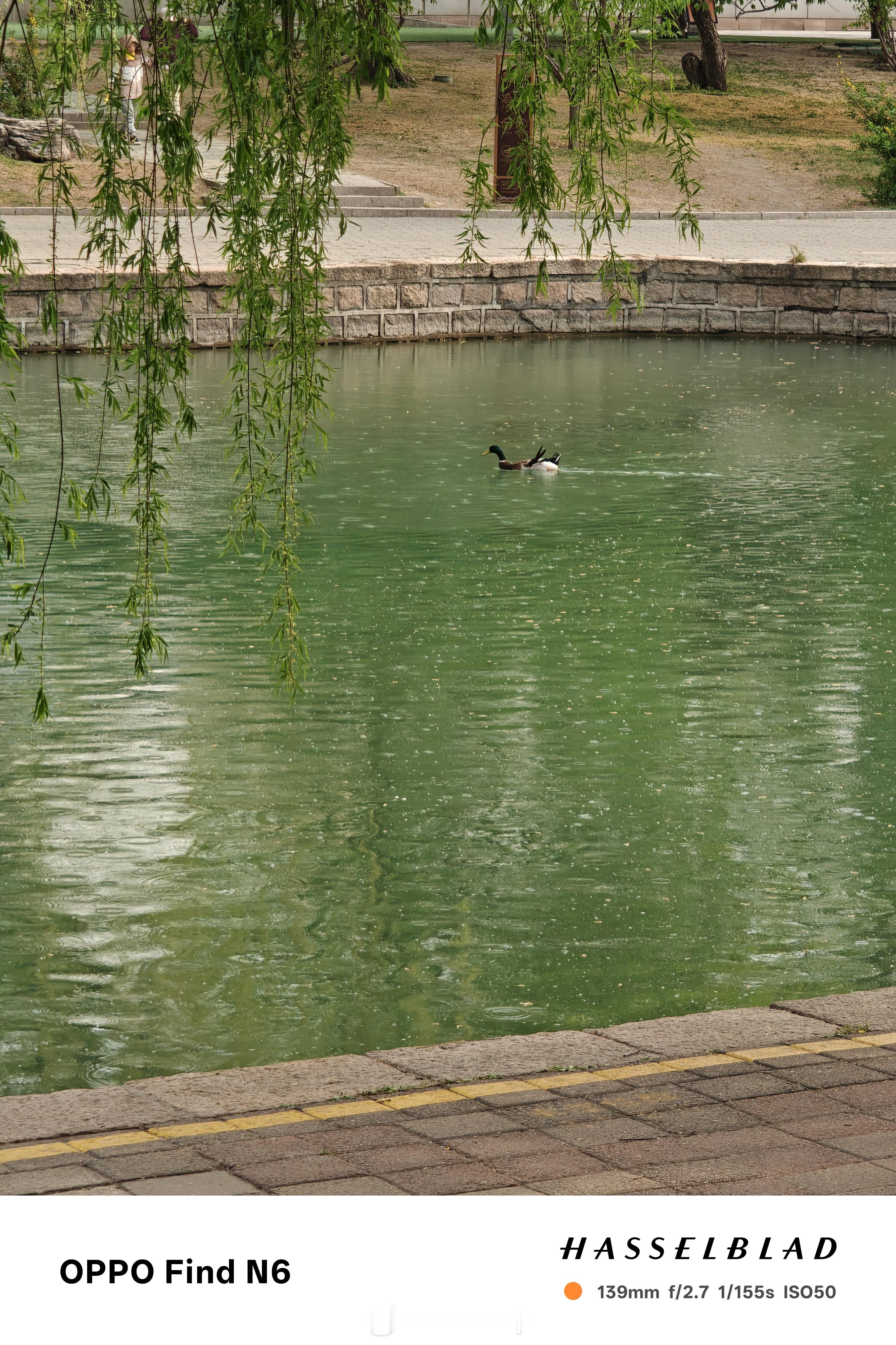 来公园溜达一下放松放松，小鸭子游的还挺快。刚刚北京下了会过云雨，刚好可以压一压杨