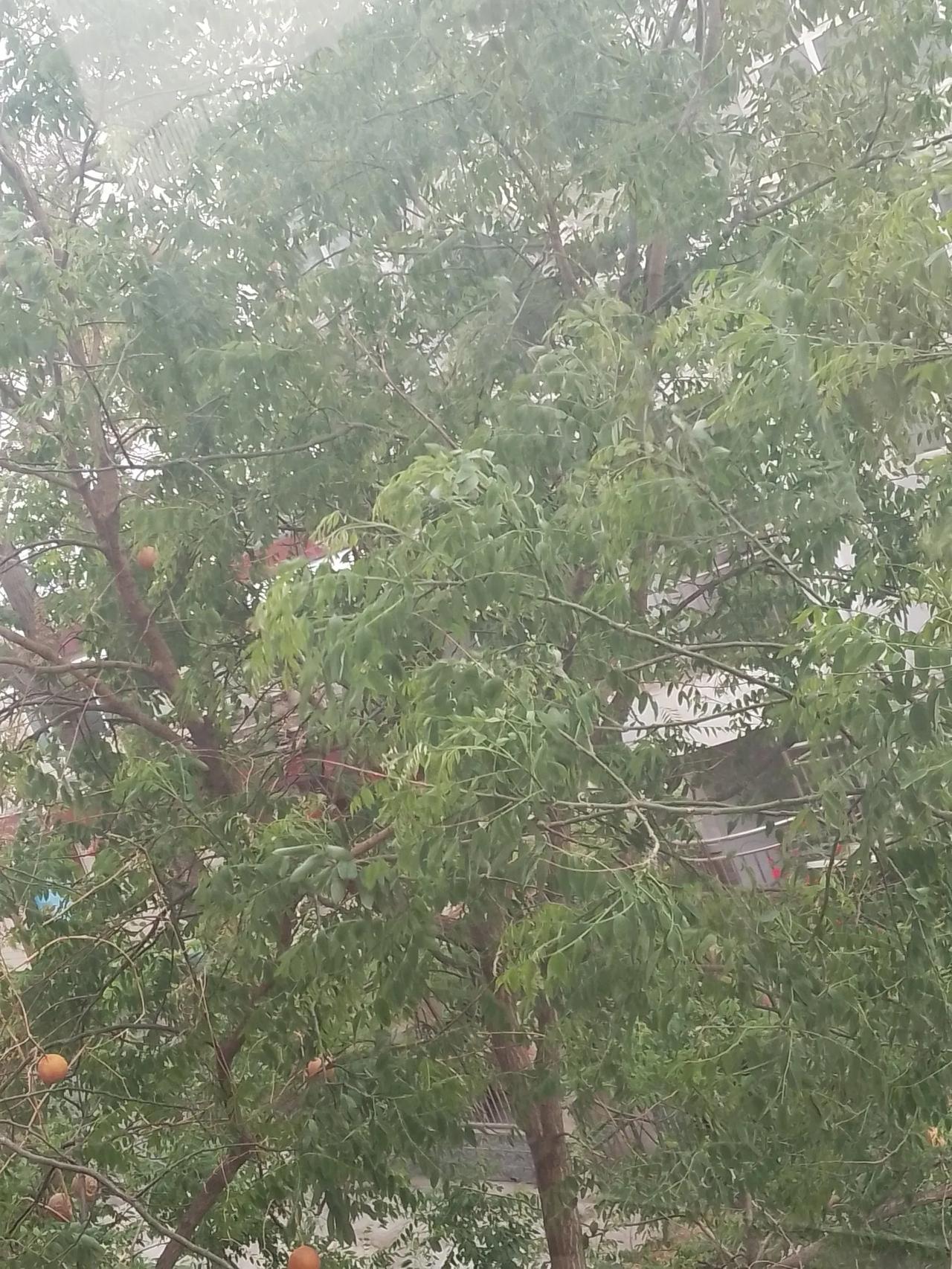 今天的天气太冷了，气温骤降还伴随着大风。这四月的天就像初冬的天气一样的冷，冷的我