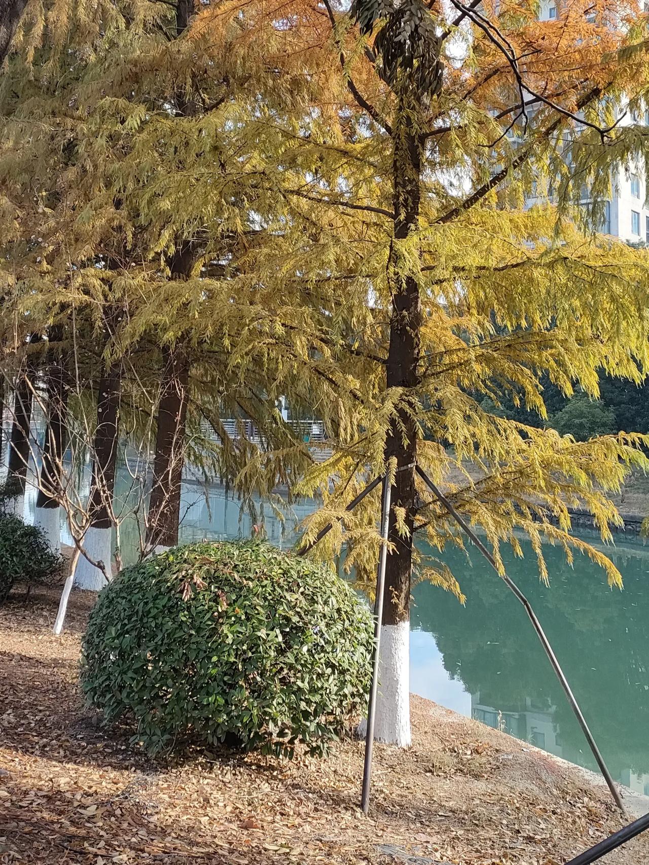 早上，新鲜出炉的冬天街景。