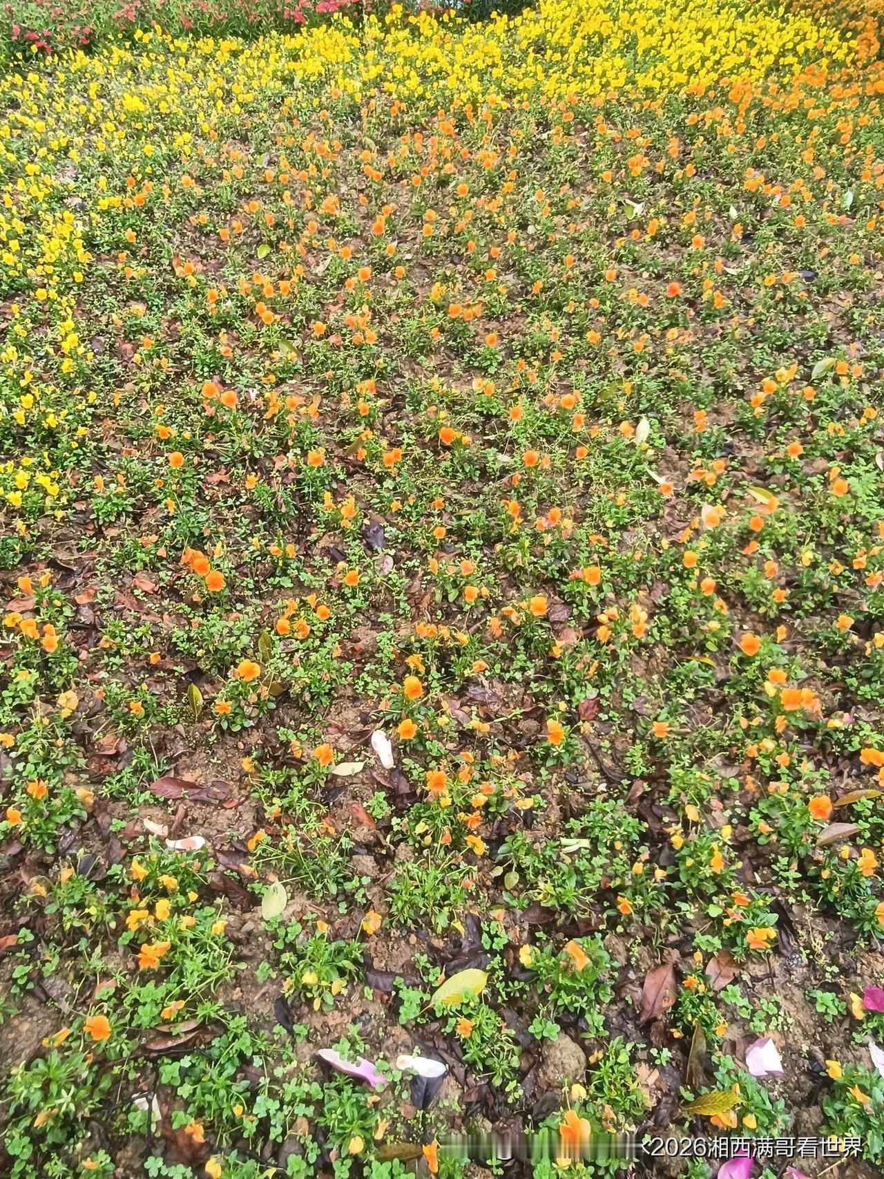 春色把整个小城都融进大自然的调色板……