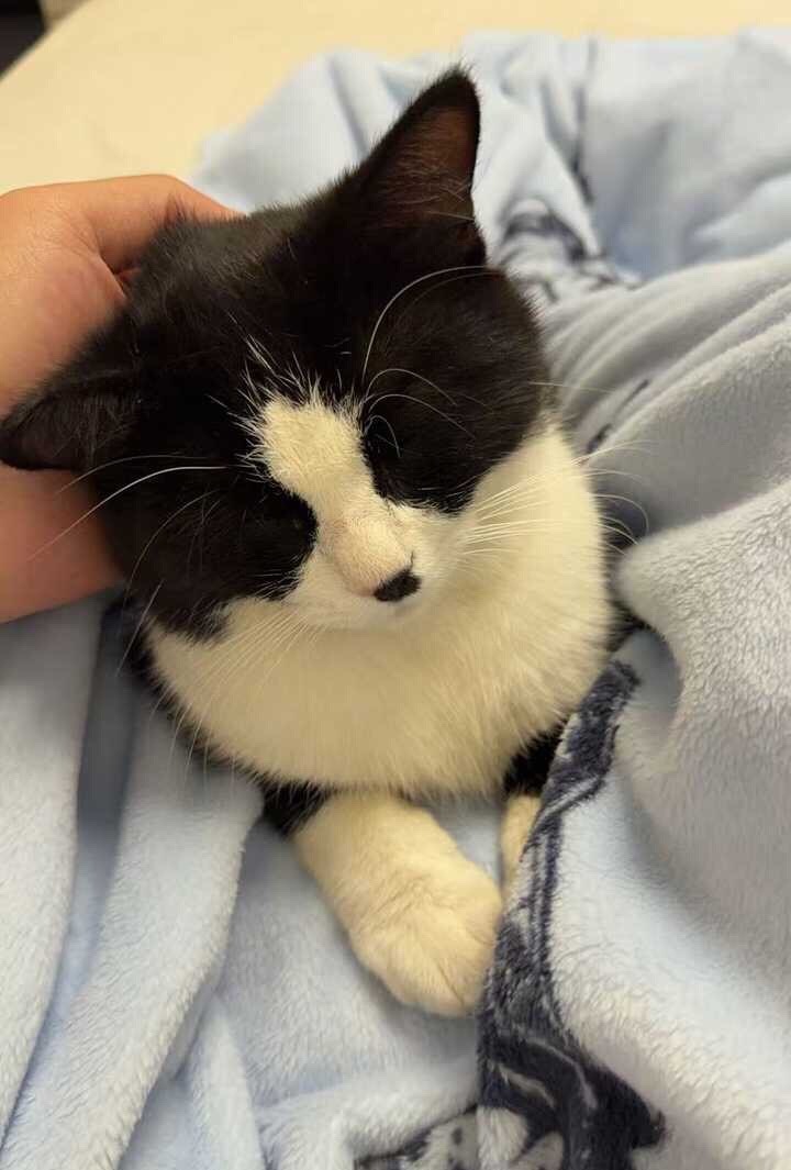就这样轻柔谨慎地抚摸我，就像抚摸老虎的屁股。daily奶牛猫 （投稿：） 