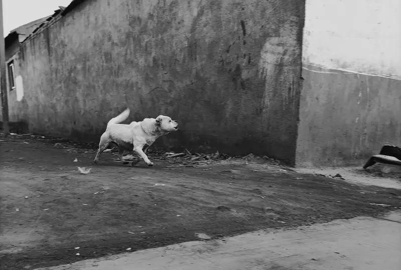 老人将狗打晕这狗看着，就是疯狗。疯狗几乎都携带狂犬病，不敢想象普通
人要是被咬该