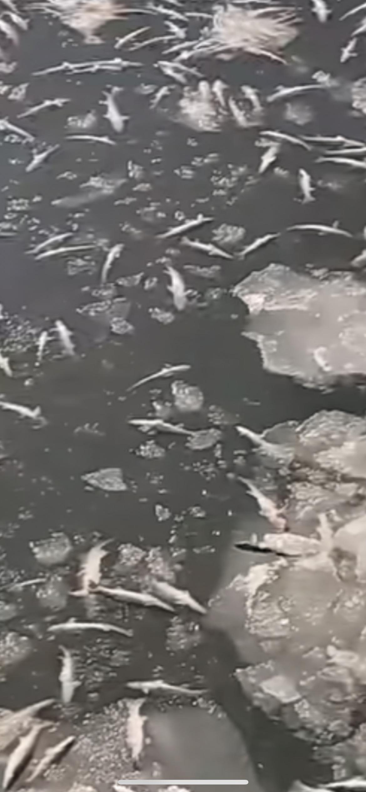 1月22日，大连一港口惊现“冻鱼”奇观，几万斤鱼被冰封冻死，海面密密麻麻全是冻住