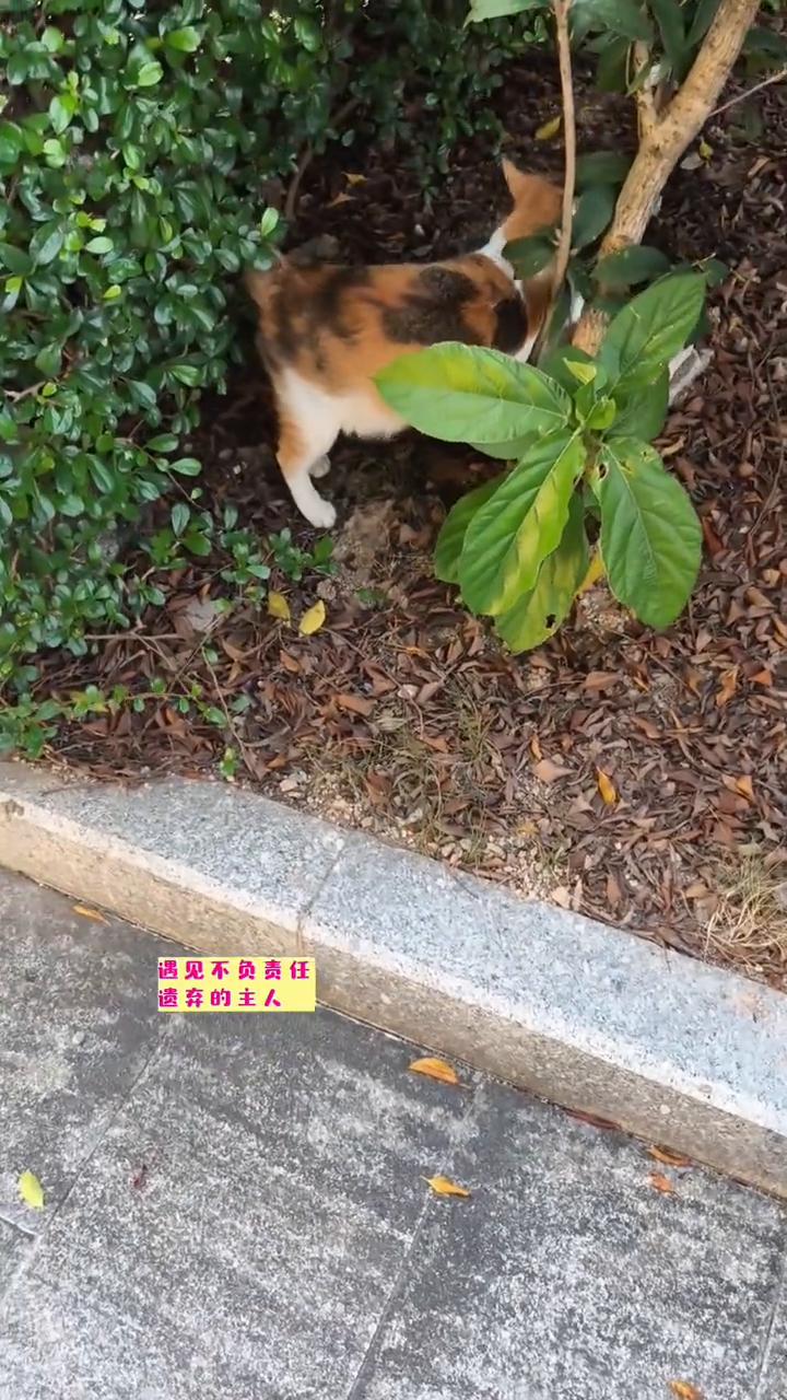 小猫咪的猫生从来都是身不由己，遇见不负责任、遗弃的主人，猫生如坠地狱。不想让小猫