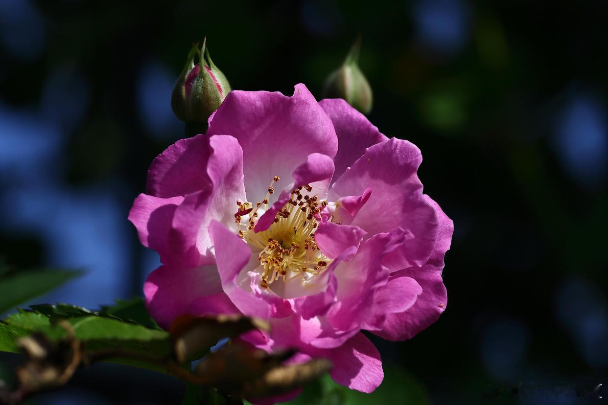 垂柳依依燕影翻，游蜂款款绕花前～寻美河南