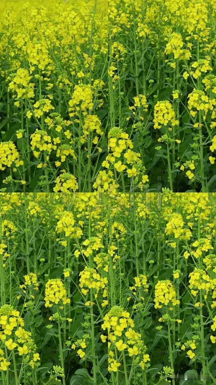 金黄灿灿染三春，映日摇风自散馨——油菜花，不是闲花野草流
