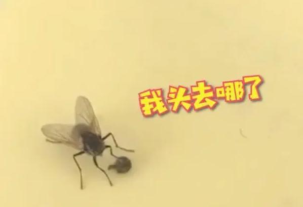 苍蝇，一种常见的双翅目昆虫，虽然体型小巧，但它们的行为和生存能力却充满了奇特和智