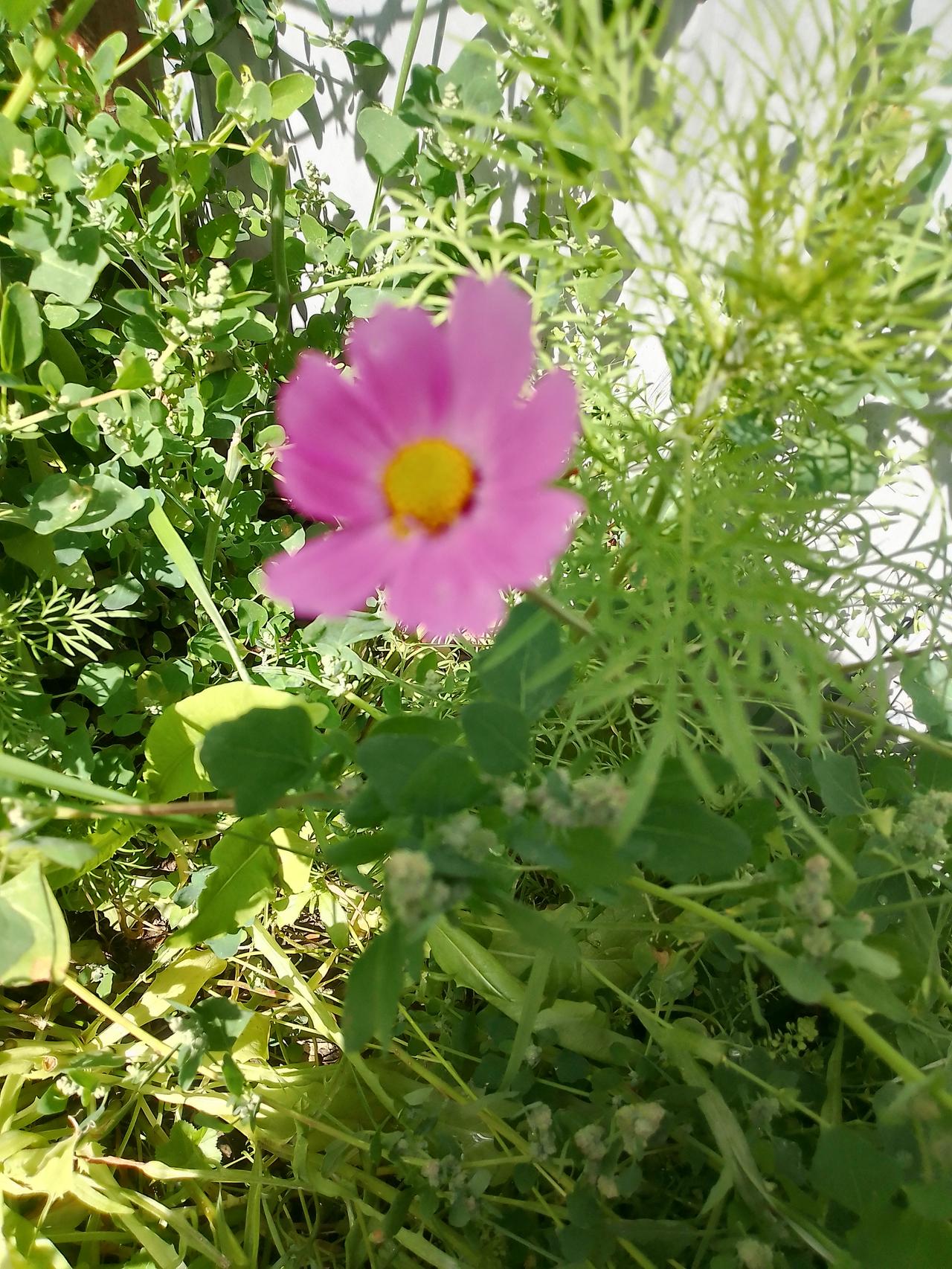 都不亲。我妈和舅舅家很亲近，每年都和舅舅家一起过春节、团聚，彼此礼尚往来，感情很