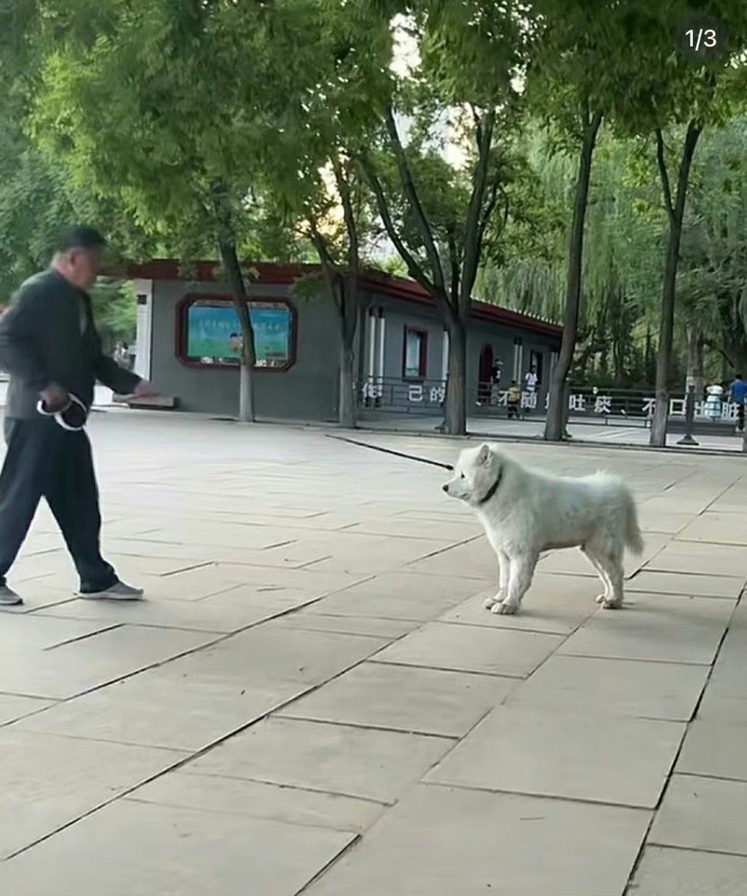 遇到一只很犟的萨摩耶：随便你！项圈你也拿回去好了！ ​​​