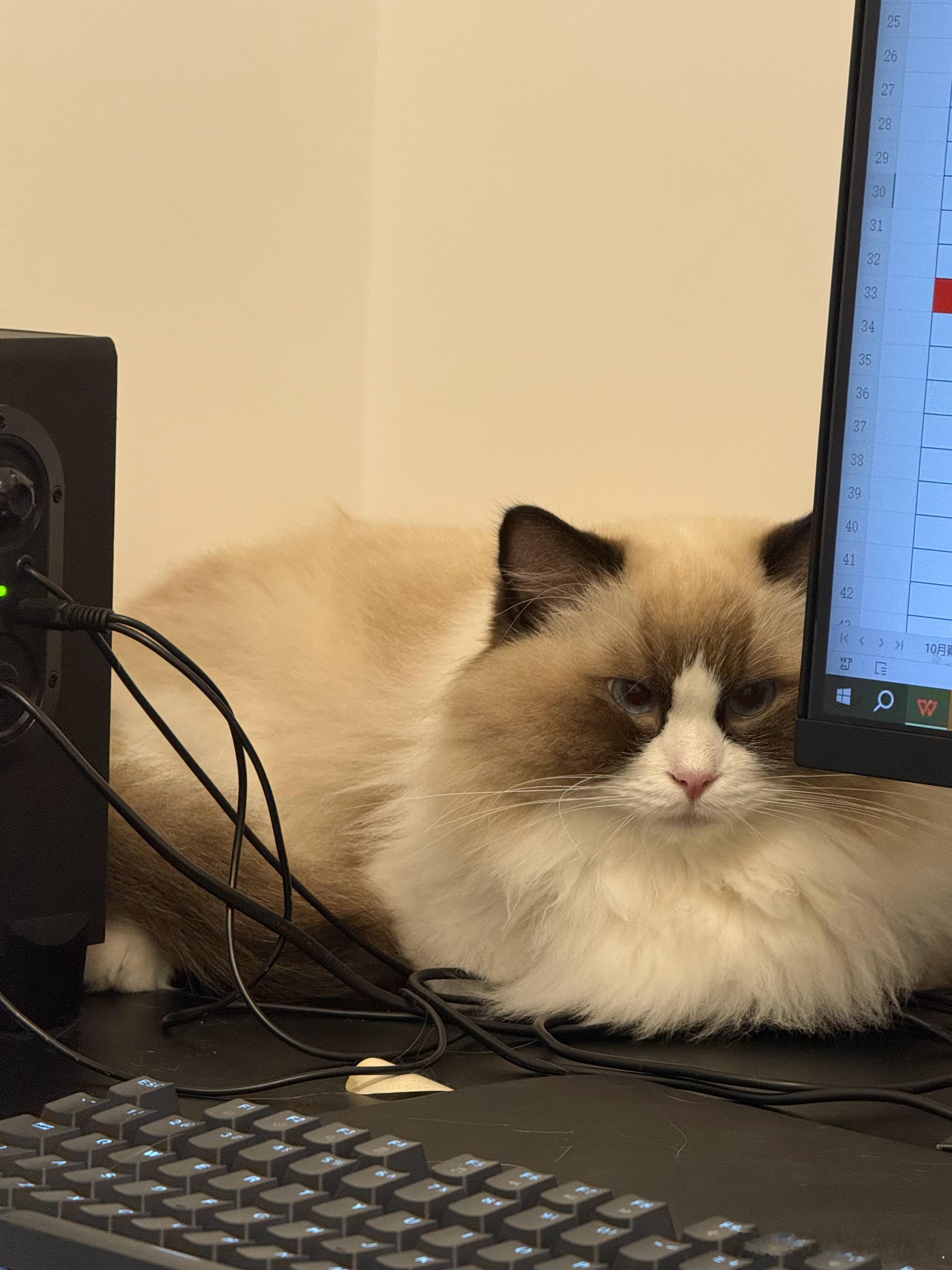 🐶十一 ​​​