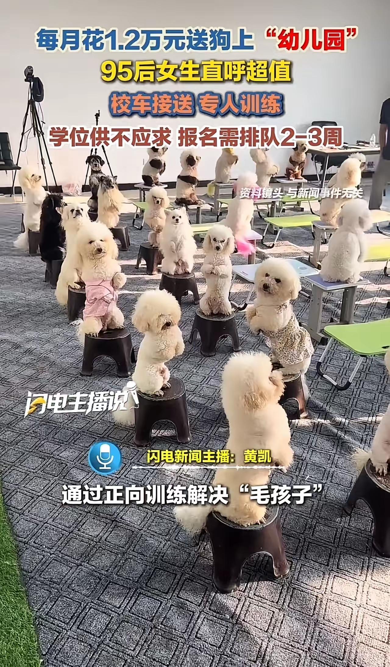 “人不如狗实锤了！上海95后女生每月花1.2万送狗上‘贵族幼儿园’，还得排队抢名