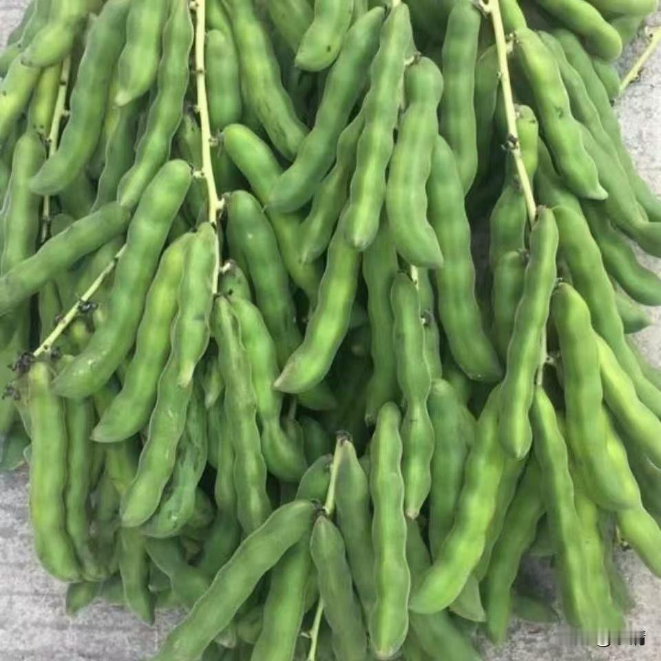 时令山野美味如期而至，新鲜的狗爪豆大量上市啦！
一串串饱满青绿的豆荚挂满枝藤，自