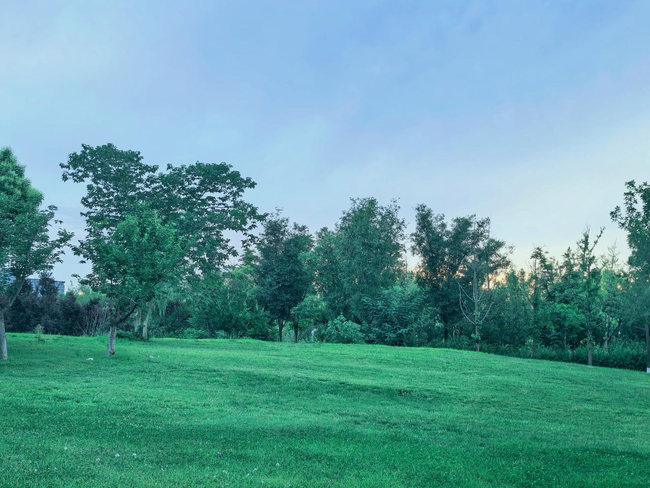被绿色治愈的瞬间
这片草地偷偷藏了夏天所有的温柔——风把云揉成棉花糖，树影在草坪