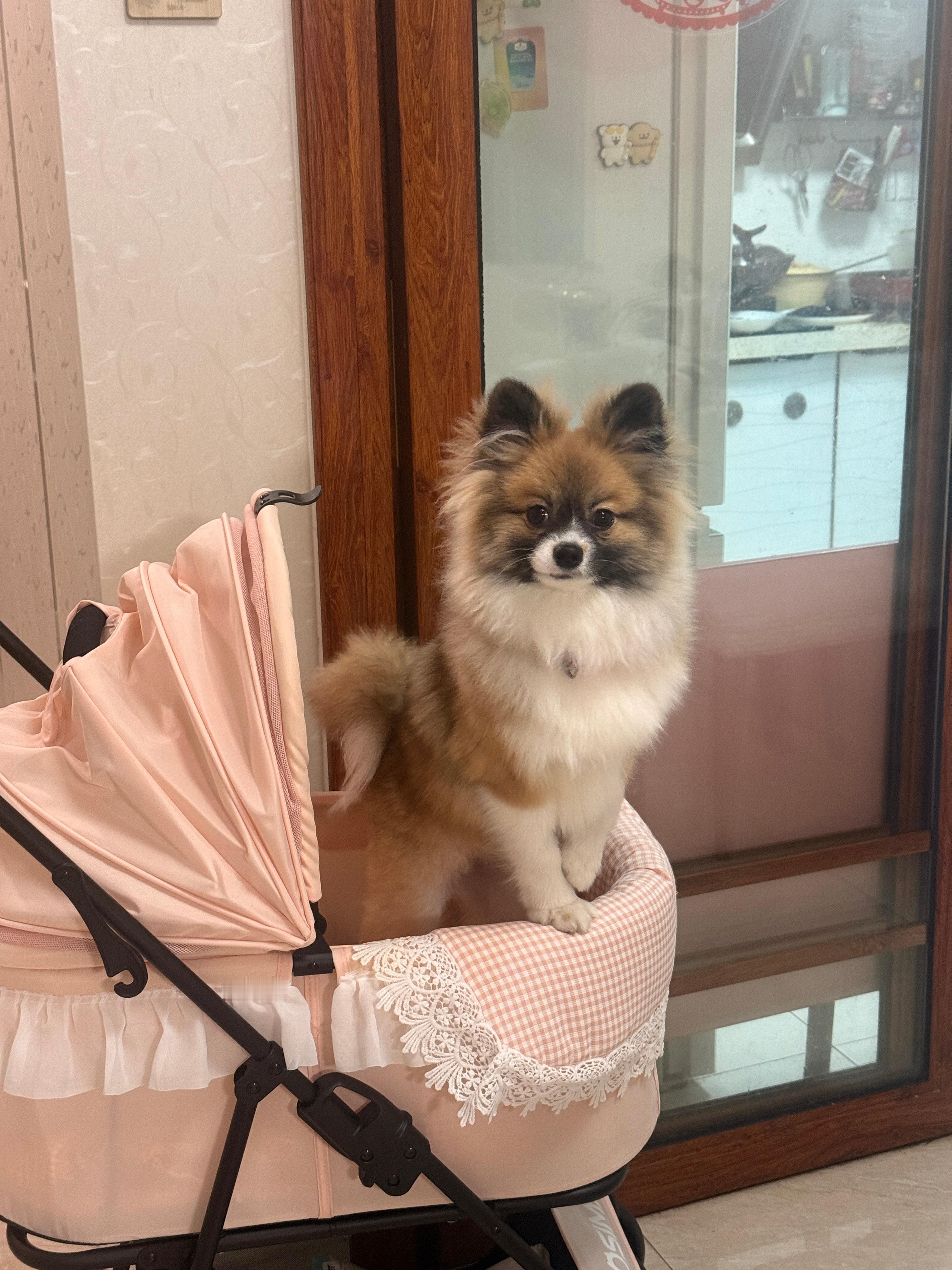 我最想停止的倒计时别说了，养狗人看不了这些。接回家的那一刻就给自己种下了一颗悲伤