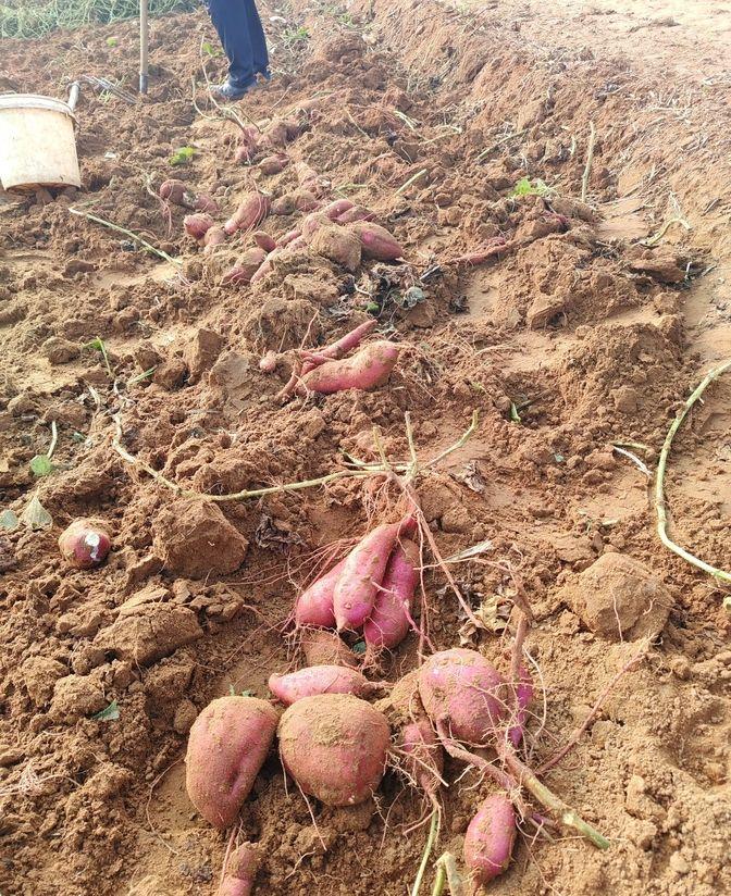 今年种红薯一亩地能赚多少，你知道吗？我们村有个老张头，每年都种红薯，今年他一口气