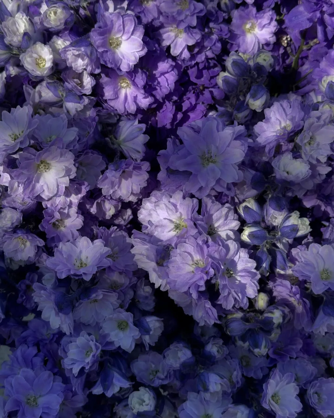 用鲜花点缀生活