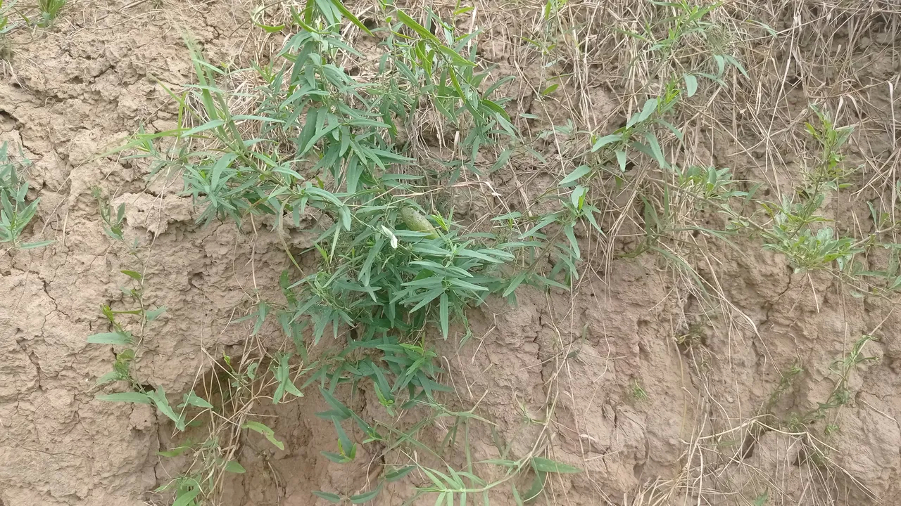 小时候，许多野生的小果实都是我们的零食，比如下面这个“木瓜瓜（二声）”，有股淡淡