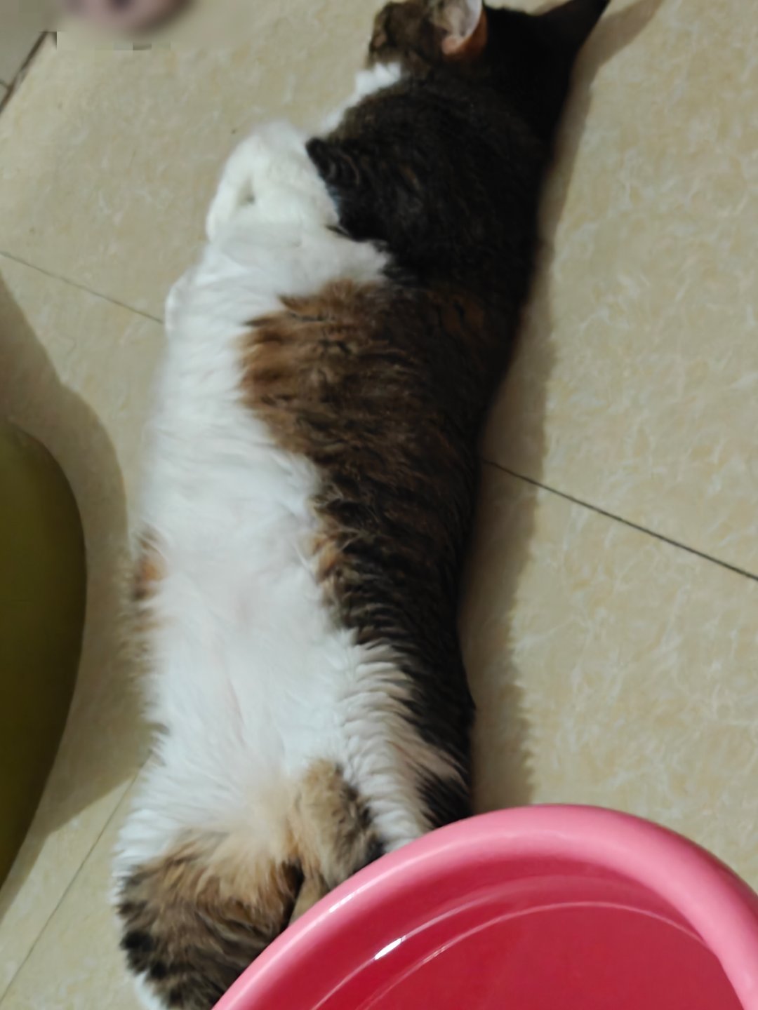 晚安俩宝贝，喵咪赵丽颖