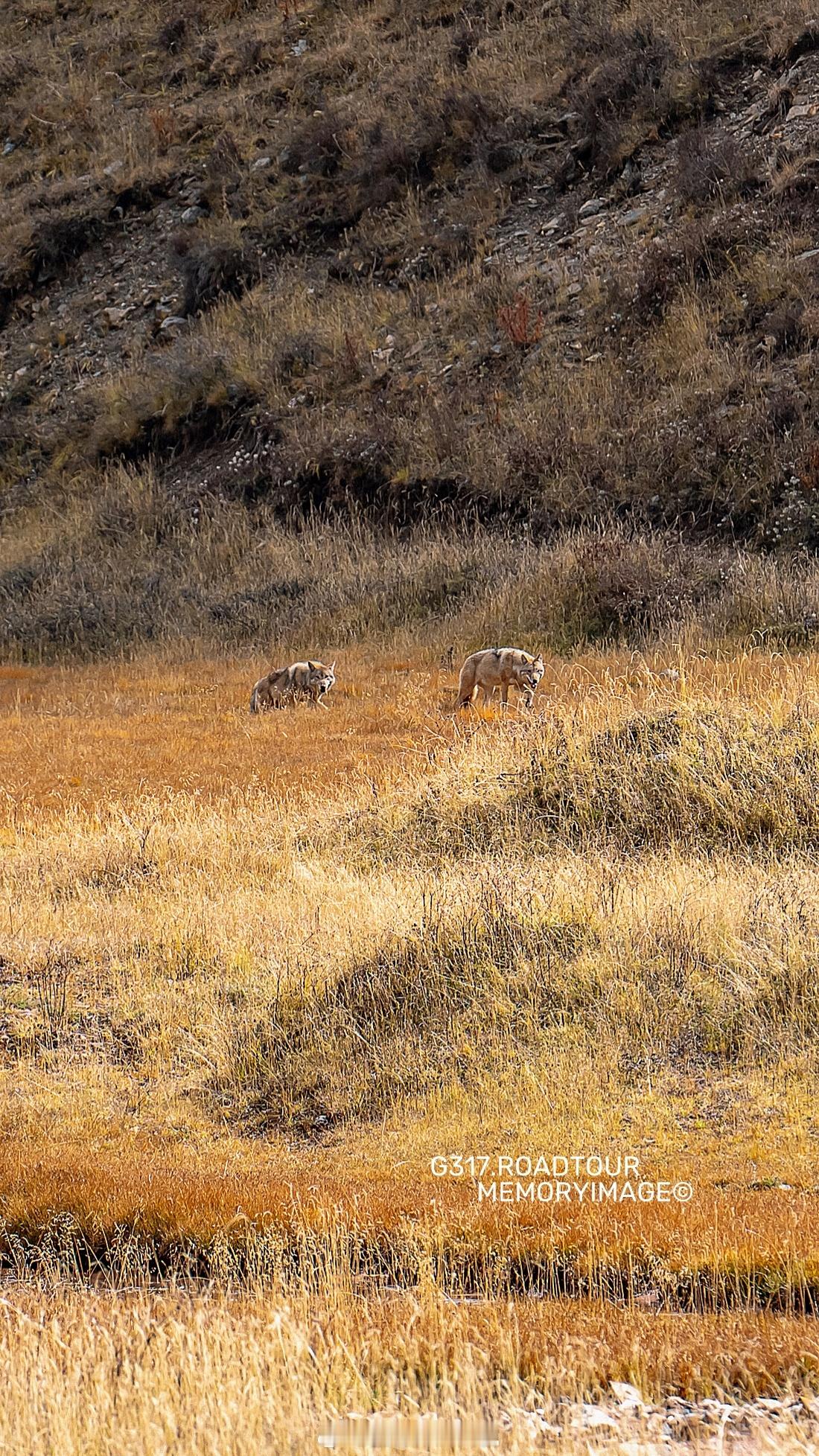G317偶遇狗狗祟祟的野狼一家……MEMORYIMAGE©️📷 西行漫记  ​