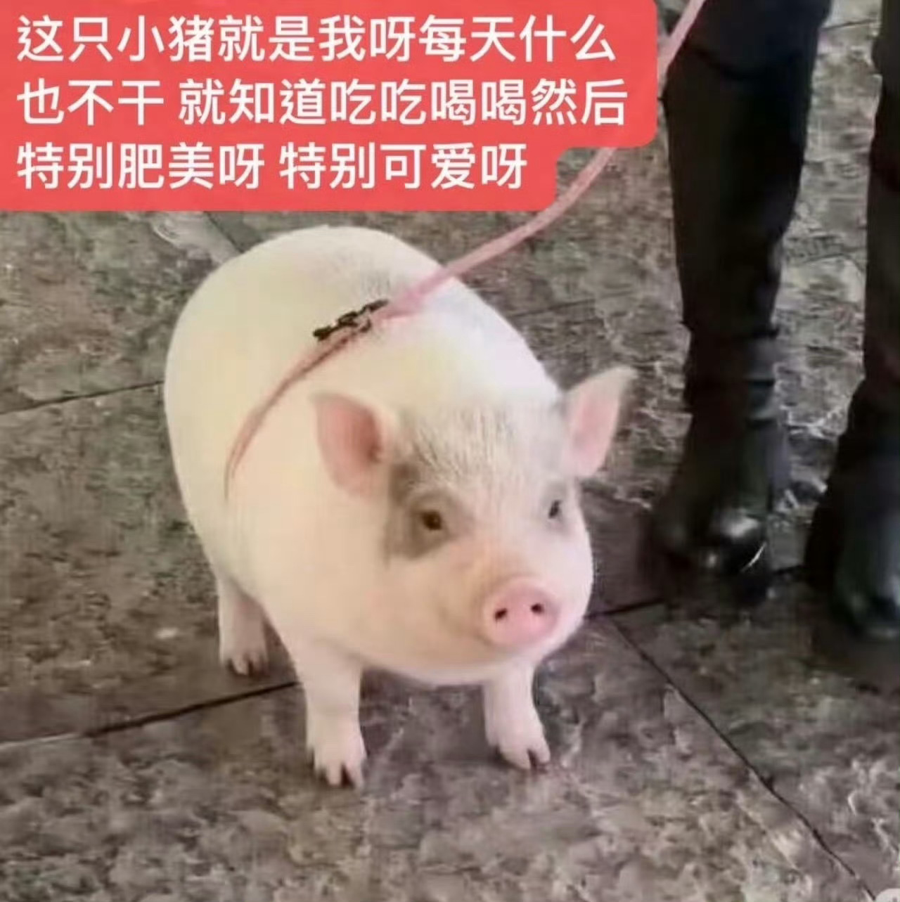 恋与深空一直在说对不起不会觉得自己很萌吧 
