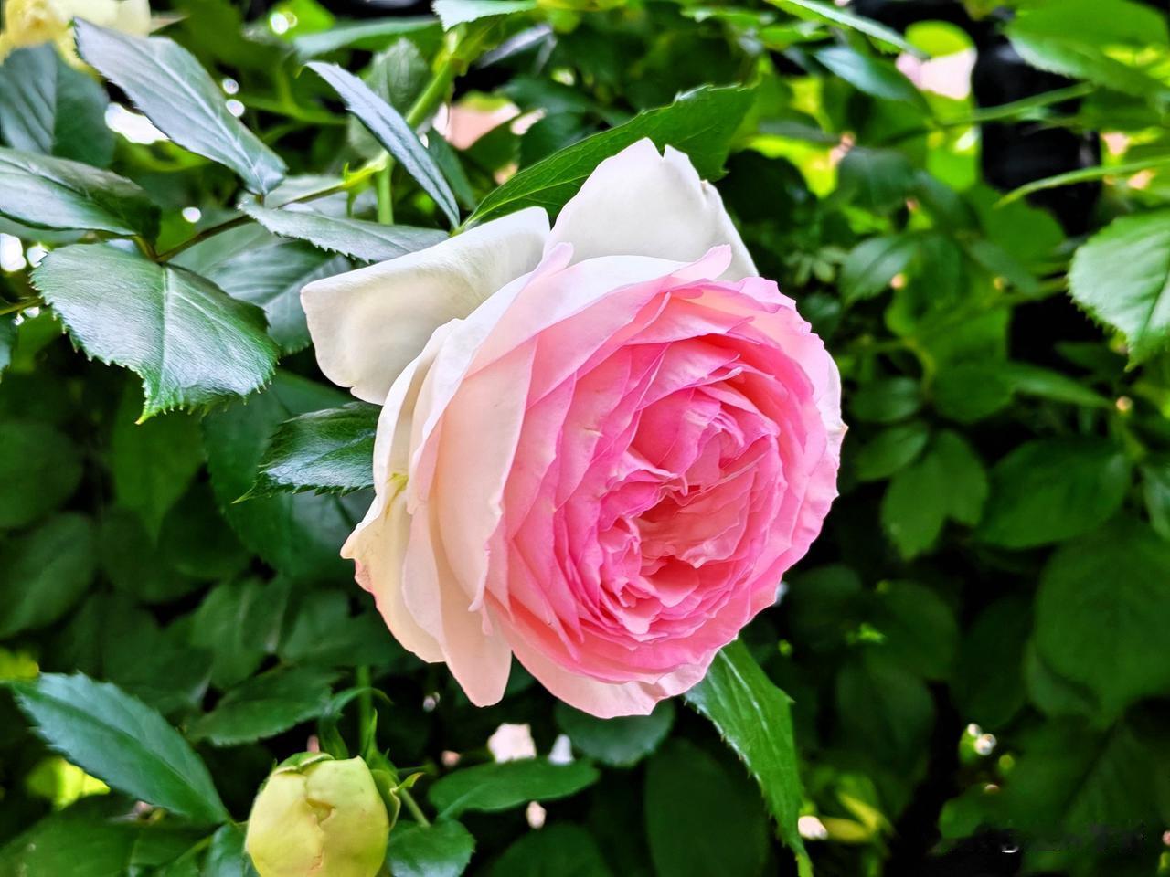 粉嫩月季，绽放自然之美！🌹🌿