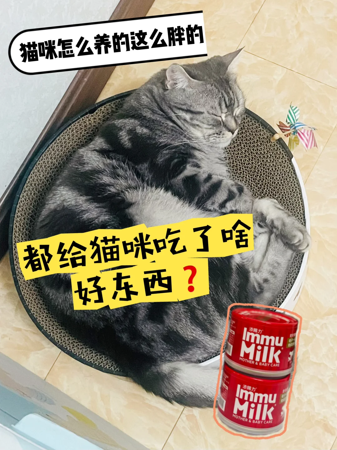 猫咪是怎么养胖的⁉️