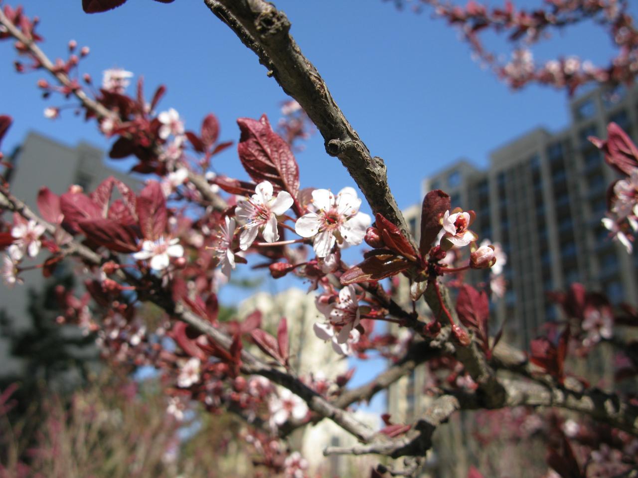 保定的春天很短，大家尽快“享用”。